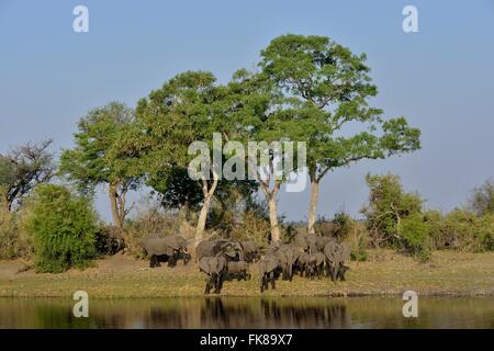 Elephant (Loxodonta africana) troupeau sur la rivière Cuando, Bwabwata National Park, région du Zambèze, bande de Caprivi, en Namibie Banque D'Images