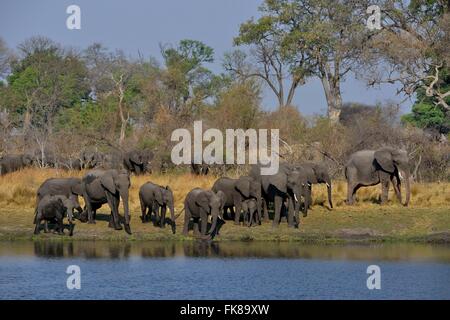 Elephant (Loxodonta africana) troupeau sur la rivière Cuando, Bwabwata National Park, région du Zambèze, bande de Caprivi, en Namibie Banque D'Images