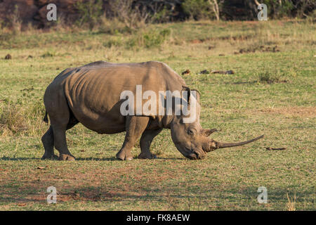 Le rhinocéros blanc (Ceratotherium simum), Soutpansberg, Afrique du Sud Banque D'Images