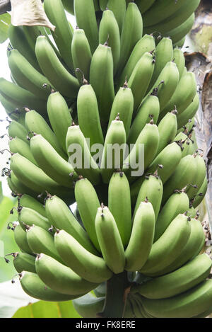 Détail de bande de bananes biologiques dans Ivaporunduva Quilombo Banque D'Images
