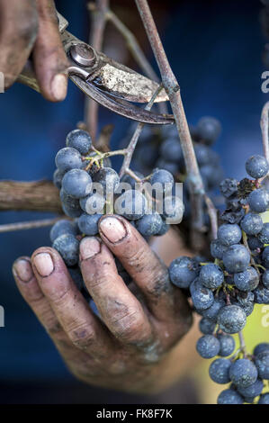 La récolte de raisin Merlot en détail la culture horizontale type appelé l'espalier Banque D'Images