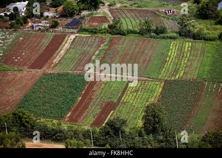 Planter des légumes dans la région frontalière entre les zones urbaines et rurales de la ville Banque D'Images