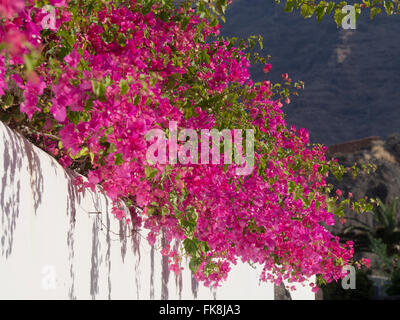 Rose / violet Bougainvillea en haut d'un mur blanc en plein soleil, Tenerife Espagne Banque D'Images