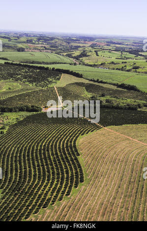 Vue aérienne pays estate avec plantation d'oranges Banque D'Images