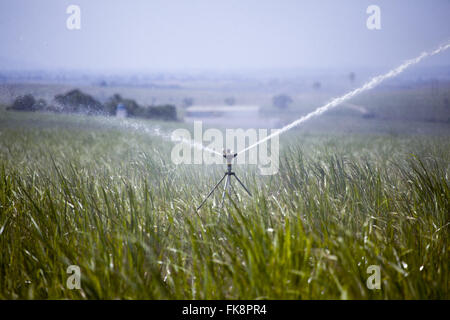 L'irrigation dans la plantation de canne à sucre près de l'autoroute PE-075 Banque D'Images