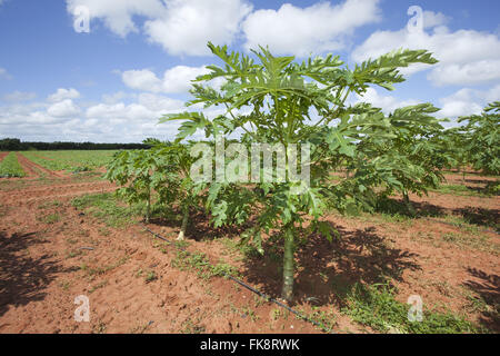 Plantation de la papaye dans la communauté blanche Pau - partie intégrante de la propriété rurale COODAP Banque D'Images