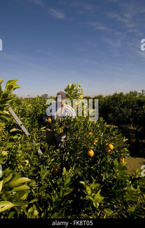 Orange - sélection de fichiers de récolte Banque D'Images