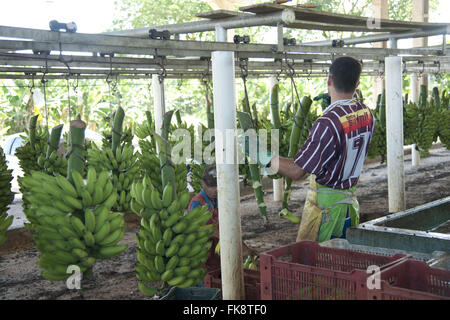 Valorisation du bail de bananes dans la vallée de Ribeira Banque D'Images