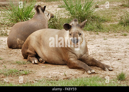 Anta plus gros mammifère dans America-Tapirus Sud terrestris Banque D'Images