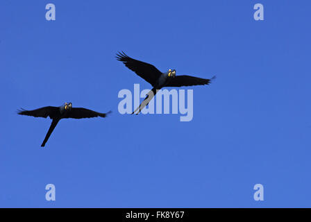 Aras-large - Anodorhynchus hyacinthinus - le Pantanal Banque D'Images