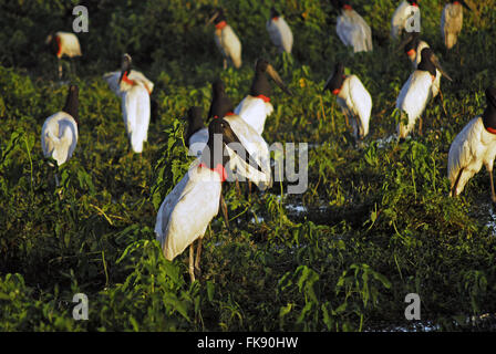 Jabiru mycteria ada - Stock - symbole de l'oiseau le Pantanal Banque D'Images