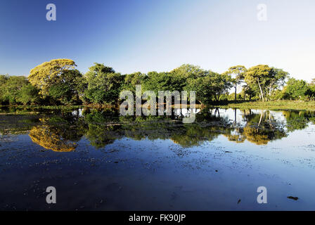 Cambara-noir fleur dans le Pantanal Banque D'Images