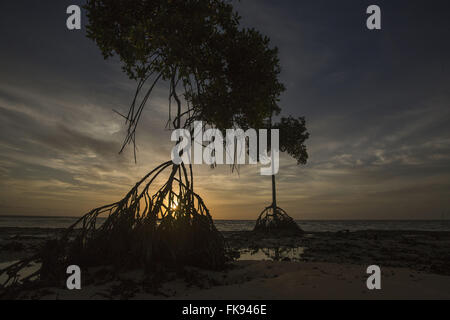 Les racines des arbres exposés à Barra Velha beach à l'île de Marajo - aube Banque D'Images