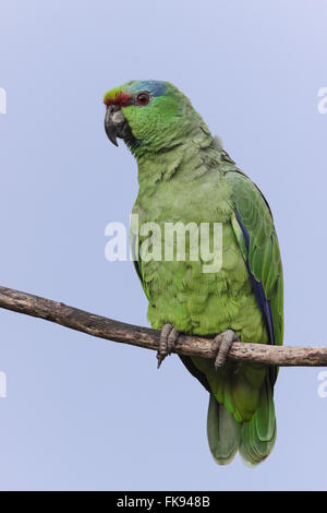 Parrot-la-plaine juchée sur twig Banque D'Images