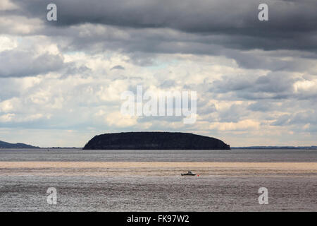 Holm raide dans le canal de Bristol, Royaume-Uni Banque D'Images