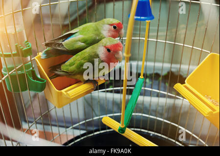 Rosy Inséparable rosegorge parrot dans une cage Banque D'Images