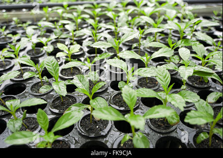 Semis en pépinière d'espèces indigènes pour le reboisement de forêts Alantica. Banque D'Images