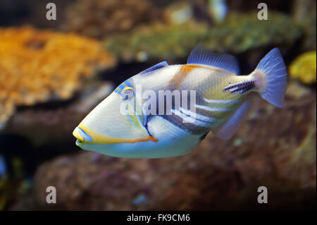 Détail de poissons picasso - Rhinecanthus aculeatus Banque D'Images