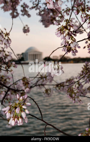 Jefferson Memorial à Washington DC Coucher Cherry Blossom Festival Banque D'Images