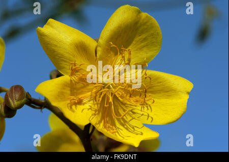 Coton fleur-do cerrado en Amazonie - Cochlospermum regium Banque D'Images