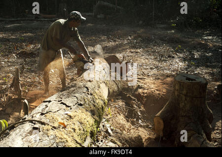 La déforestation - la coupe d'arbres dans la région de Alta Floresta dans le sud de l'Amazon Banque D'Images