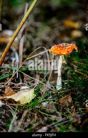 Champignons sur le sol forestier Banque D'Images