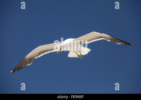 Mouette voler au-dessus de la Praia das Conchas - Région des Lacs Banque D'Images