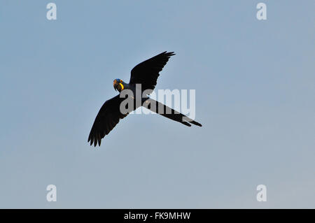 Grand - Anodorhynchus hyacinthinus ara - voler dans le Pantanal de Pocone Banque D'Images