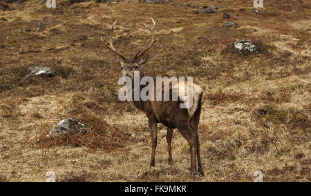 Wild Red Deer Stag dans les Highlands écossais. Banque D'Images