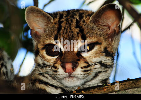 - Margay Leopardus wiedii Banque D'Images