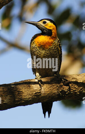 Woodpecker le terrain dans le Pantanal Pocone - Colaptes campestris Banque D'Images