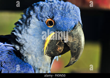 Macaw dans le Pantanal de grande Pocone - Anodorhynchus hyacinthinus Banque D'Images