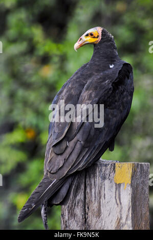 À tête de vautour - Cathartes burrovianus jaune - Quartier Mimoso - Northern Pantanal Banque D'Images