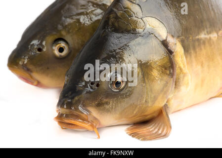 Carpe miroir - pesant 3 livres de poisson isolé sur fond blanc Banque D'Images