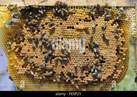 Détail de l'honeycomb apiario Verava dans le quartier - rural Ibiuna Banque D'Images