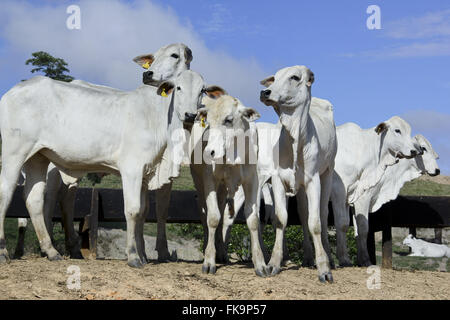 Création d'exploitation bovine Nelore en Sierra Smash Cangalha Banque D'Images