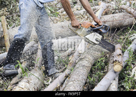 L'exploitation des eucalyptus pour bois de chauffage dans la Serra da Mantiqueira Banque D'Images