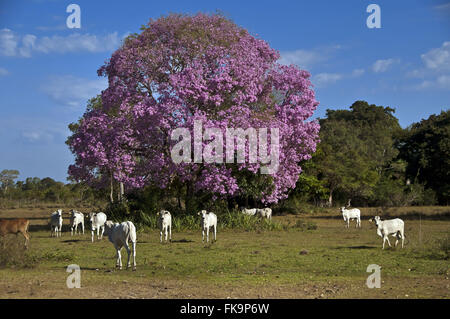 Le bétail sur les pâturages entre les ipes-violet ou rose rei aussi appelé Piuva - Tabebuia sp Banque D'Images