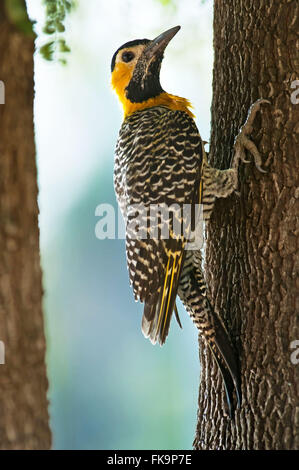 Woodpecker le terrain au sud Pantanal - Colaptes campestris Banque D'Images