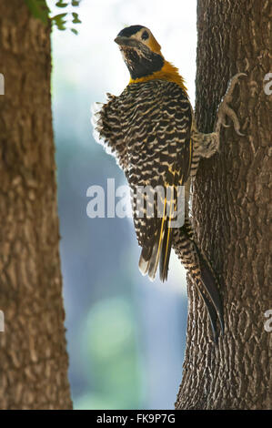 Woodpecker le terrain au sud Pantanal - Colaptes campestris Banque D'Images