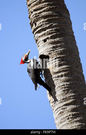 Woodpecker bande blanche sud Pantanal - Dryocopus lineatus Banque D'Images