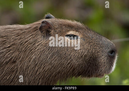 Capybara dans Pantanal - Hydrochoerus Hydrochaeris Banque D'Images