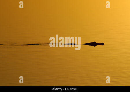 Jacare le marais natation - Sud Pantanal - Caiman crocodilus yacare Banque D'Images