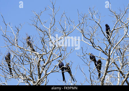 Troupeau d'Aras-grand-hyacinthe Anodorhynchus - dans le Pantanal Banque D'Images