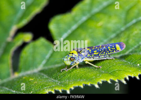 Sur cicadelle leaf Sierra Japi Banque D'Images