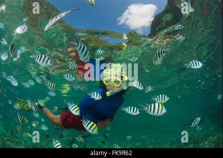 Snorkeler avec le Sergent Major damselfish, abondant (Abudefduf vaigiensis). Docks de Miniloc Island Resort récif maison. Banque D'Images