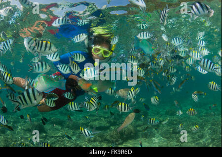 Snorkeler avec le Sergent Major damselfish, abondant (Abudefduf vaigiensis). Docks de Miniloc Island Resort récif maison. Banque D'Images