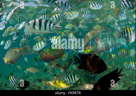 Sergent-major en abondance (Abudefduf vaigiensis damselfish,). Docks de Miniloc Island Resort récif maison. Banque D'Images