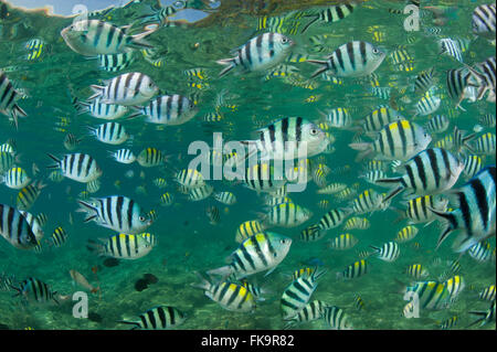 Sergent-major en abondance (Abudefduf vaigiensis damselfish,). Docks de Miniloc Island Resort récif maison. Banque D'Images