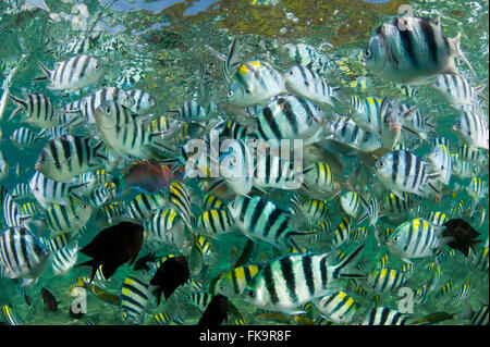 Sergent-major en abondance (Abudefduf vaigiensis damselfish,). Docks de Miniloc Island Resort récif maison. Banque D'Images